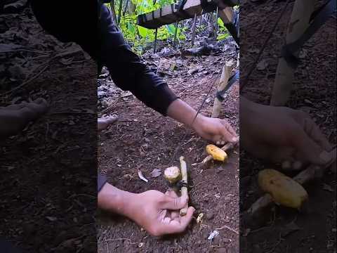 squirrel trap📍#bushcraft #outdoors #trap #survival