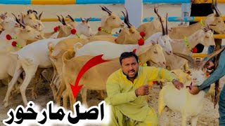 Marghor sony wali goat مارخور نسل کی خوبصورت  بکریاں  03368056786 @SajawalGoatfarm