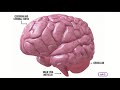 Exploring the Nervous System and the Brain
