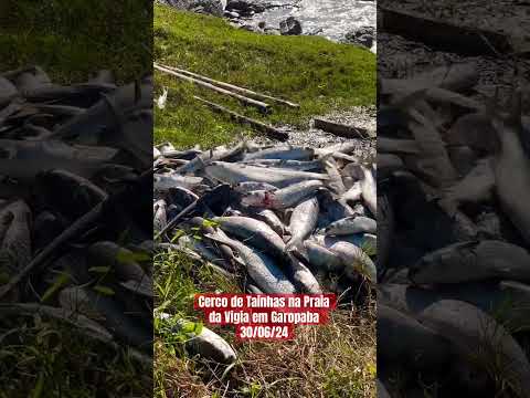 Cerco de Tainhas na Praia da Vigia em Garopaba 30/06/24