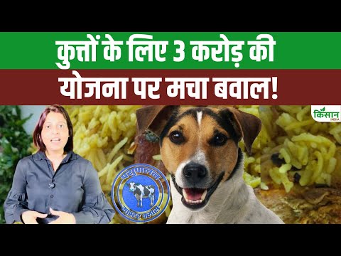 Bengaluru में अनोखी योजना, आवारा कुत्तों को Chicken और Rice खिलाया जाएगा| BBMP। Kisan India