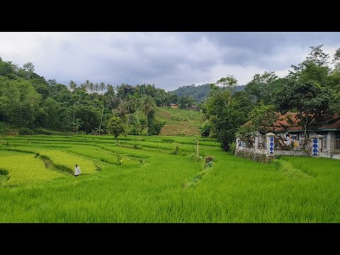 SUMPAH ENAK PISAN DI KAMPUNG ISTRI DEPAN RUMAH LANGSUNG SAWAH YANG LUAR MEMANJAKAN MATA