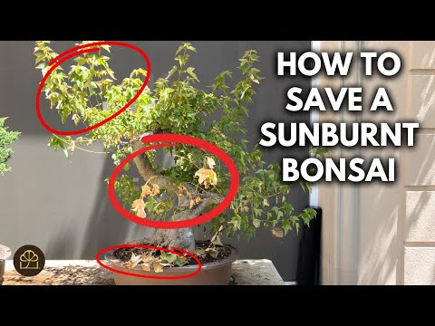 How to Revive a Trident Bonsai Scorched in the Blazing Summer Heat