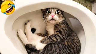 Los Videos de Perros y Gatos Más Divertidos 😹🐶 Parte 527