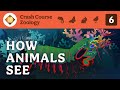 Understanding Animal Vision