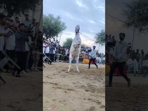 horse dance ##viralvideo ##amazingdance ##viraldance ##horse ##dancemusic
