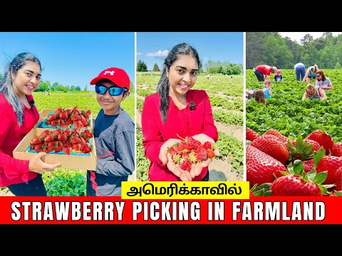 🍓 Summer வந்தால் Strawberry Farm ஒரு Must Visit | Family Strawberry Picking | USA Tamil VLOG