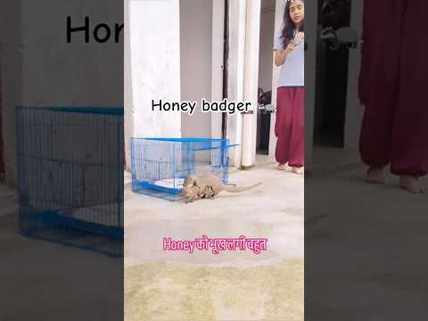 Honey badger 🦡 😂🤣😳🙋#viralshort #dogshort #funny #trending #lol #viralvideo #animals #viralanimals