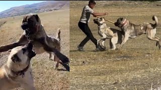 HIRÇO KOYUNLARDA TOZU DUMANA KATTI. HIRÇO KENDİSİNE SALDIRAN KÖPEĞİ AFFETMEDİ.