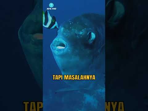 Ikan Raksasa Ini Dianggap GANGGUAN oleh Nelayan!
