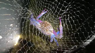 【配信】夜釣りと言えばカニとイカだよね