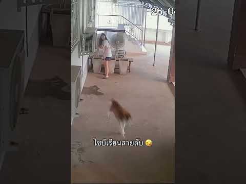 มันกวนดีแท้🤣