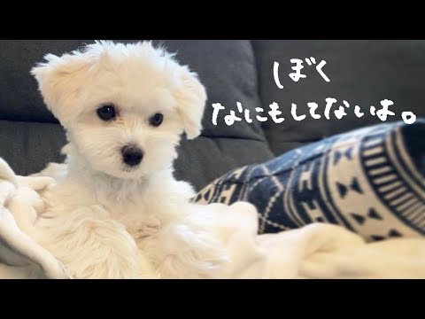 マルプーのエルくんちゃんねる Maltipoo Elleの最新動画 Youtubeランキング