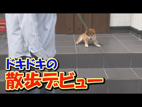 いきなり這いつくばる子犬・・・これまでの訓練の成果を見せることは出来るのだろうか？