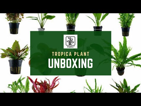 Atlantic Aquariums Live_ Plant Unboxing! Join us as we take a look at our latest shipment of plants from Tropica! Ask questions and learn!

