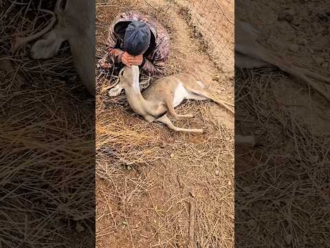 🦌 Unbelievable Wildlife Rescue – Deer Comes Back to Life! #DeerRescue #WildlifeRescue #AnimalRescue