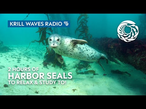 2 Hours of Harbor Seals to Relax/Study To | Lofi Hip Hop | Monterey Bay Aquarium Krill Waves Radio