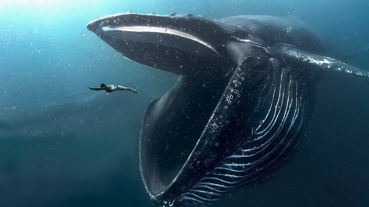 10 BIGGEST Ocean Creatures in The World