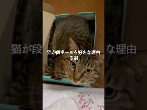 猫が段ボール好きな理由と保護猫との暮らしの魅力 サムネイル