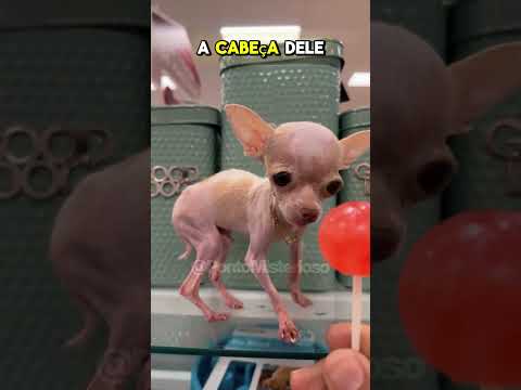 🐕🐶O MENOR CACHORRO DO MUNDO #cachorro #shorts #curiosidades