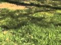 Maple Tree Biology and Seed Dispersal