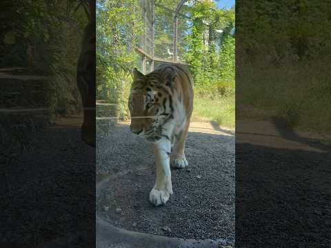 シュウくんとアムールトラのふれあい体験｜大森山動物園2025年9月 サムネイル