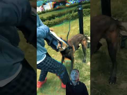 Great dog