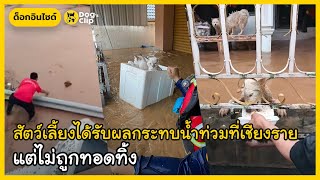 สัตว์เลี้ยงน้อยใหญ่ได้รับผลกระทบน้ำท่วมที่ จ.เชียงราย แต่ไม่ถูกทอดทิ้ง | Dog's Clip