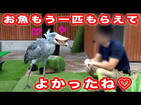 大好きな飼育員さんとイベントをがんばったふたばちゃん、もう一匹のお魚を食べる!【夏のふたば2025-18】Futaba, Shoebill  summer 2025-18　掛川花鳥園