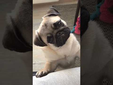 #pug #puglife #pugs #puglove #pugdog #pugshort #shortvideo #shorts #edit #reels