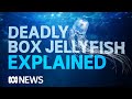 Understanding Box Jellyfish and Irukandji