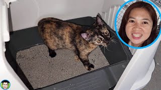 ทดสอบน้องแมวจะเข้าห้องน้ำเป็นไหม | ป๊าบาสแม่บี
