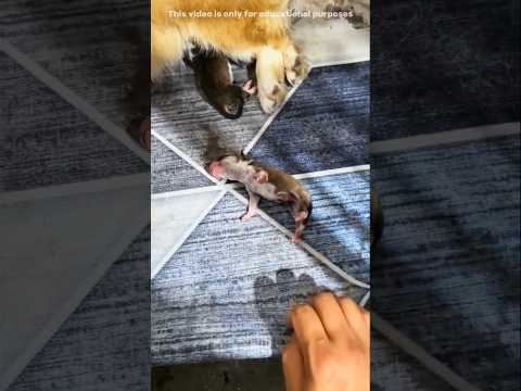 This Man Save Puppy Life