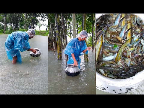 Traditional cast net fishing in village | Fishing in the current net | fish catching