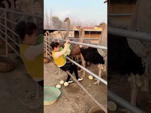 Best Real Activities Animals  part 45
