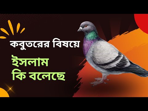 কবুতরের বিষয়ে ইসলামে যা বলা আছে - ইসলামী শরীয়ত | Muslim Religion