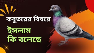 কবুতরের বিষয়ে ইসলামে যা বলা আছে - ইসলামী শরীয়ত | Muslim Religion