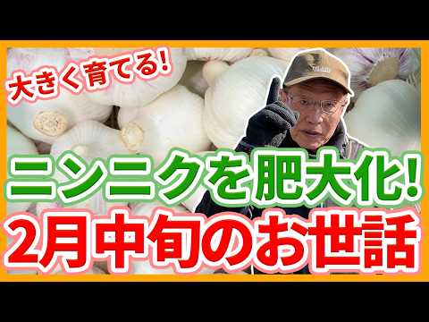 家庭菜園や農園のニンニク栽培で2月中旬以降の作業！さび病対策や春に向けた管理とニンニクの育て方！【農家直伝】