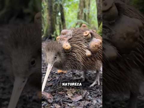 Animais que a natureza pregou uma peça cruel! #animalselvagem #naturezasurpreendente #natureza