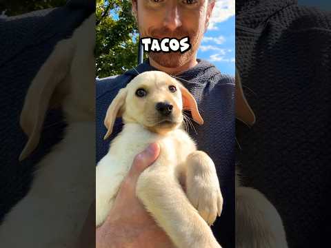 You’re my friend now ?? time to become the taco dog ?? #puppy #dog #shorts