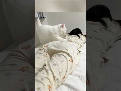 猫のモーニングコールが強すぎた！ #ポムしま