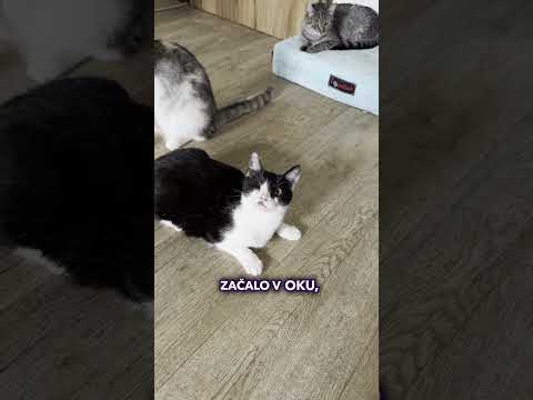 Vidlička má děravou lebku?! 😰