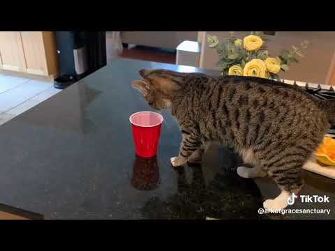 Esther Antics