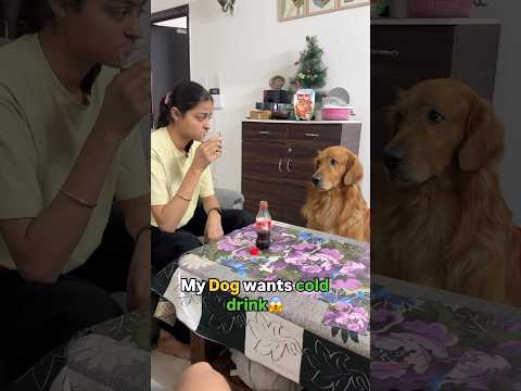 My Dog wants Cold drink😱 | Instead made him a perfect Summer Cooler🥰#recipe #shorts #homemade #dog