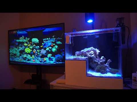 【珊瑚】れさch Live vol.207 2025.10.17 テスト配信【reeftank】