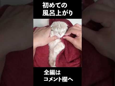 初めてお風呂を経験した子猫【短足マンチカン】