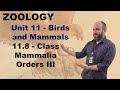 Carnivores, Primates, and Ungulates