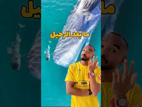ماذا يحدث بعد رحيل الحيتان 🤯 ( أعجوبة ربانية ) #غوص #diving #scubadiving #modrar