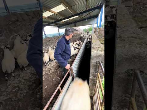 Quand les moutons deviennent ingérables