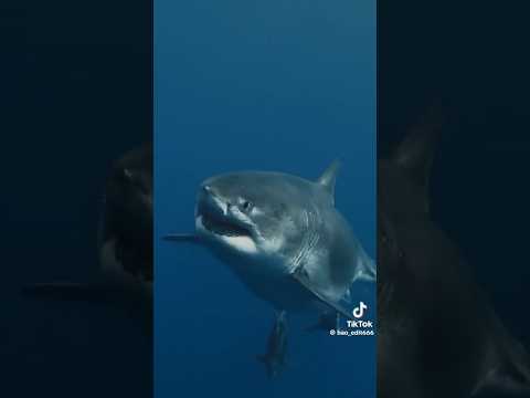 El último Megalodon